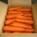 Chinese Fresh Carrot Organic Carrot Red Carrot Cheapest Price